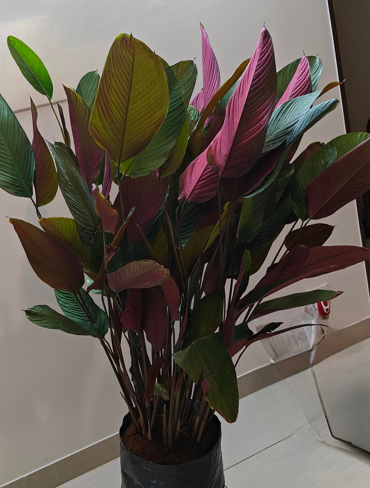 Calathea Lutea Red