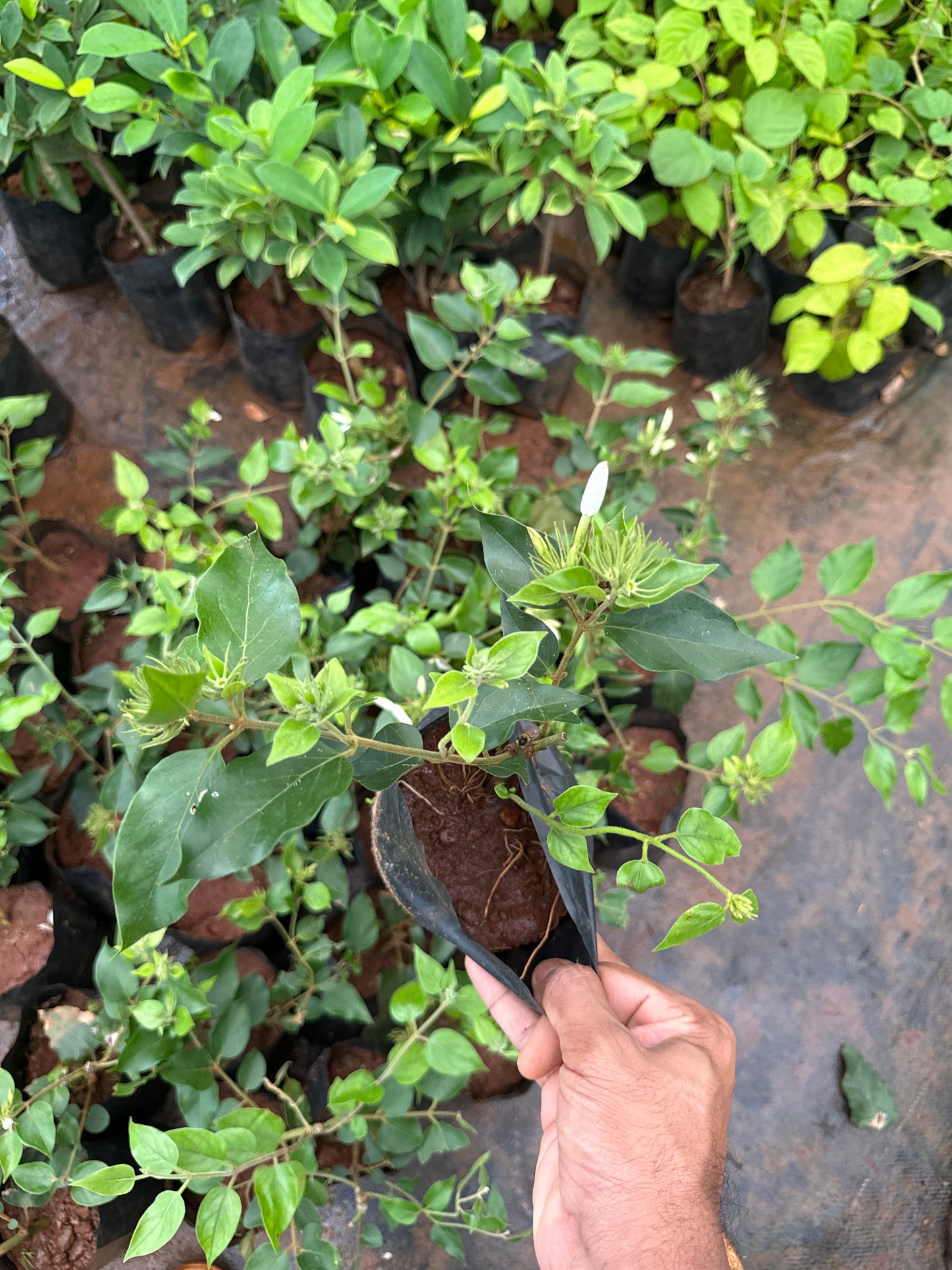 Kagda Jasmine(long bud)