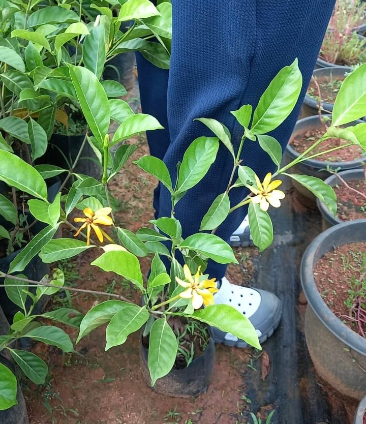Golden Gardenia