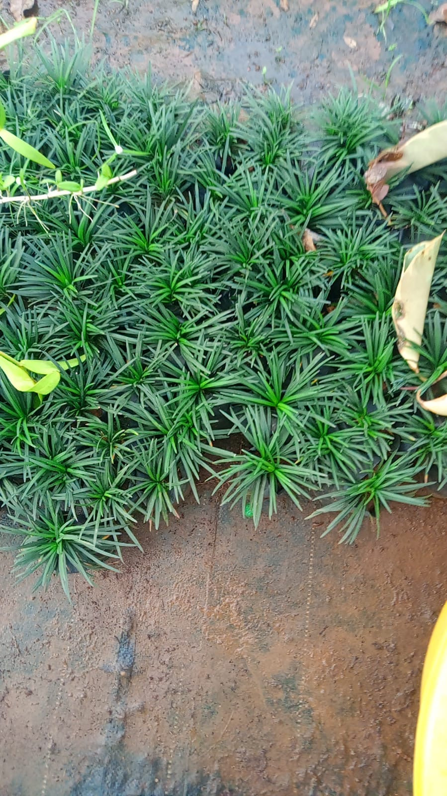 Mondo Grass/Needle Grass