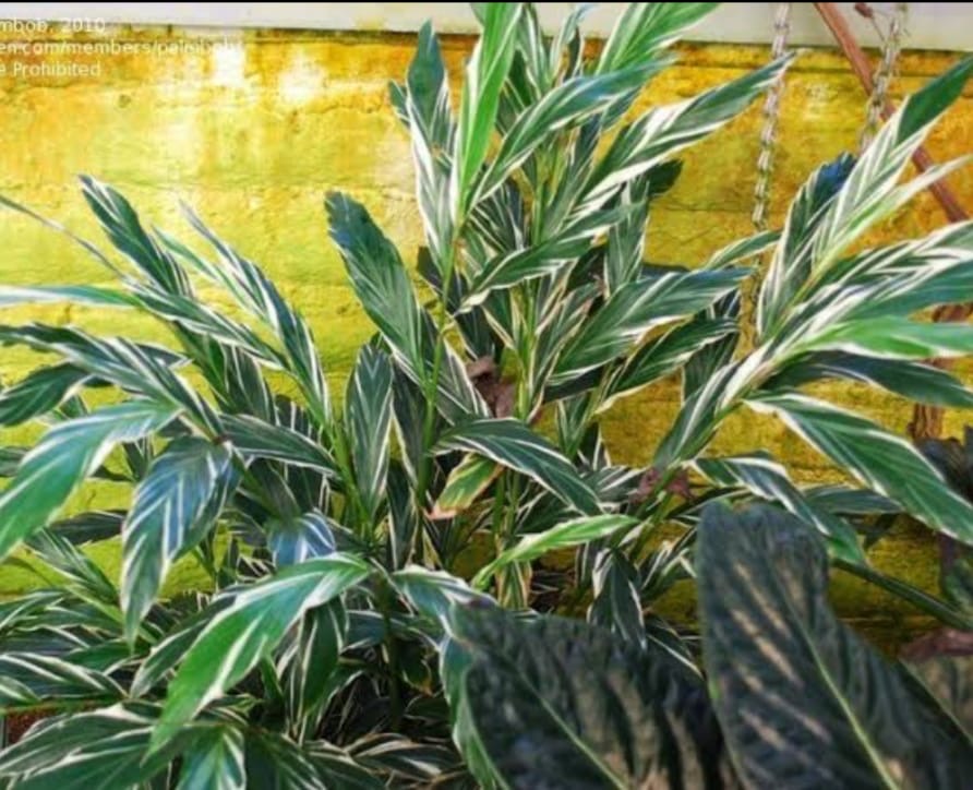 Red Ginger Variegated