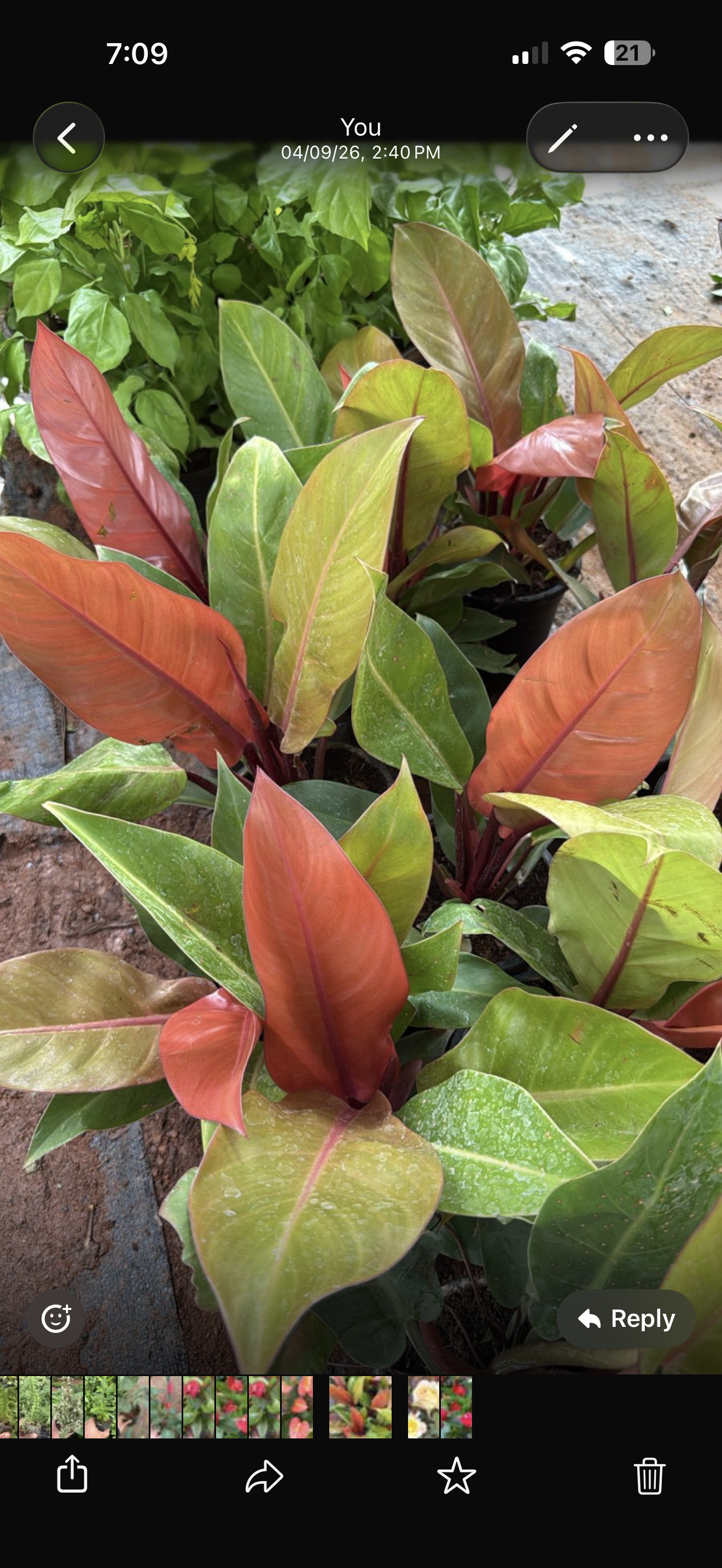 Philodendron Prince of Orange