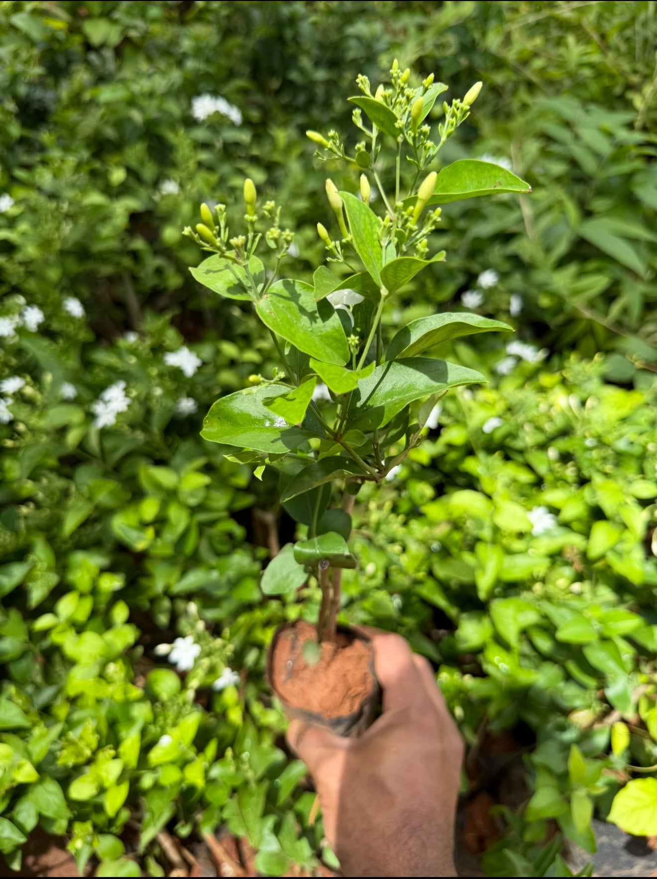Coimbatore jasmine(Jaadhi Mulla) jasminum auriculatum