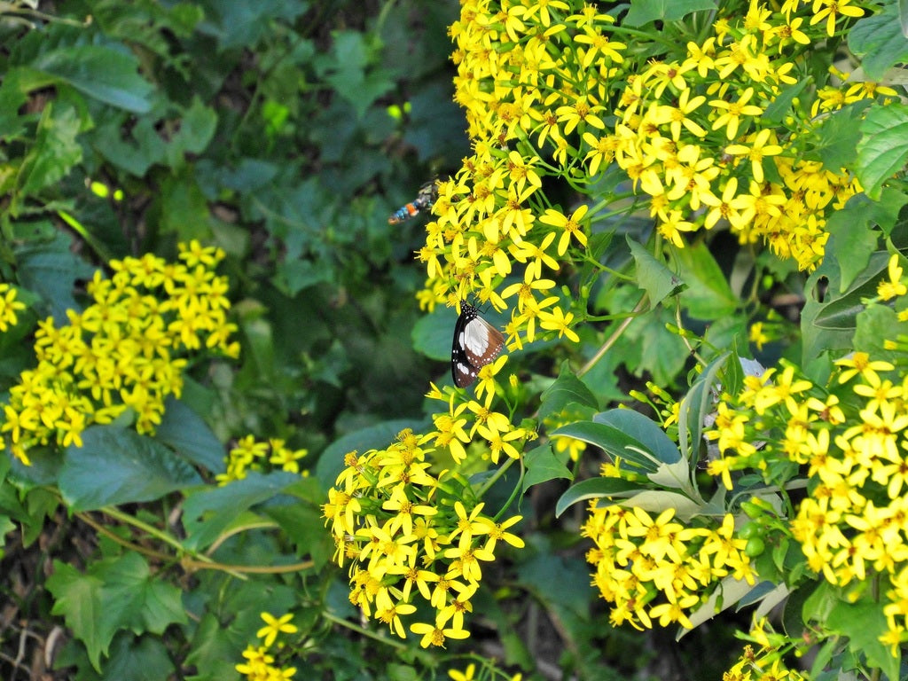 Canary Creeper(Bridal yellow)