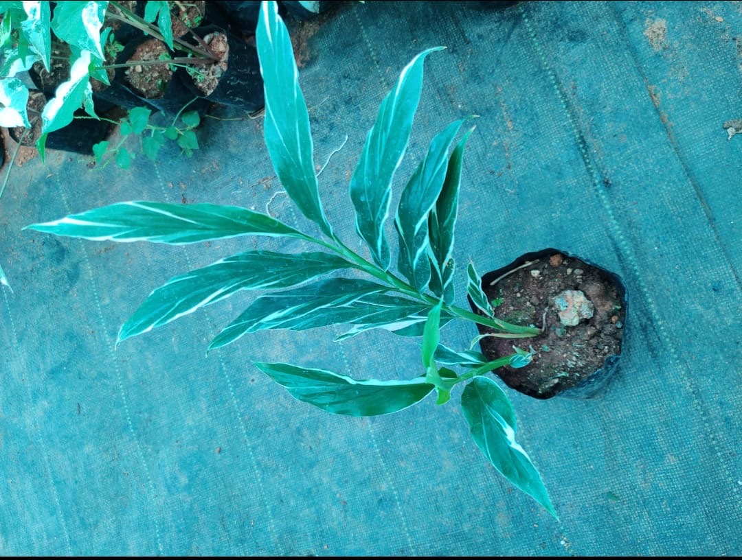 Red Ginger Variegated