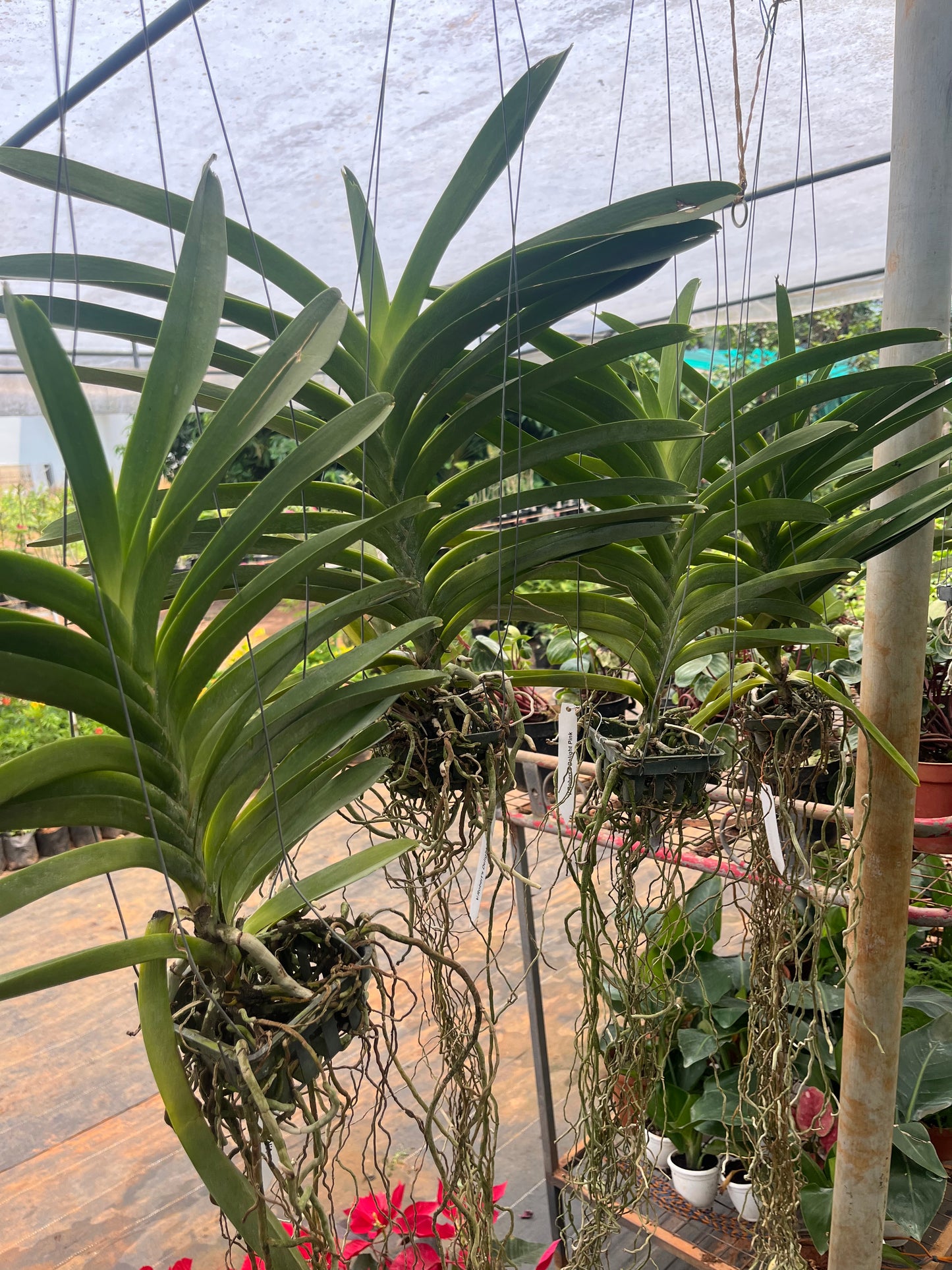 Vanda Orchid(Kultana Violet) Mature Plant