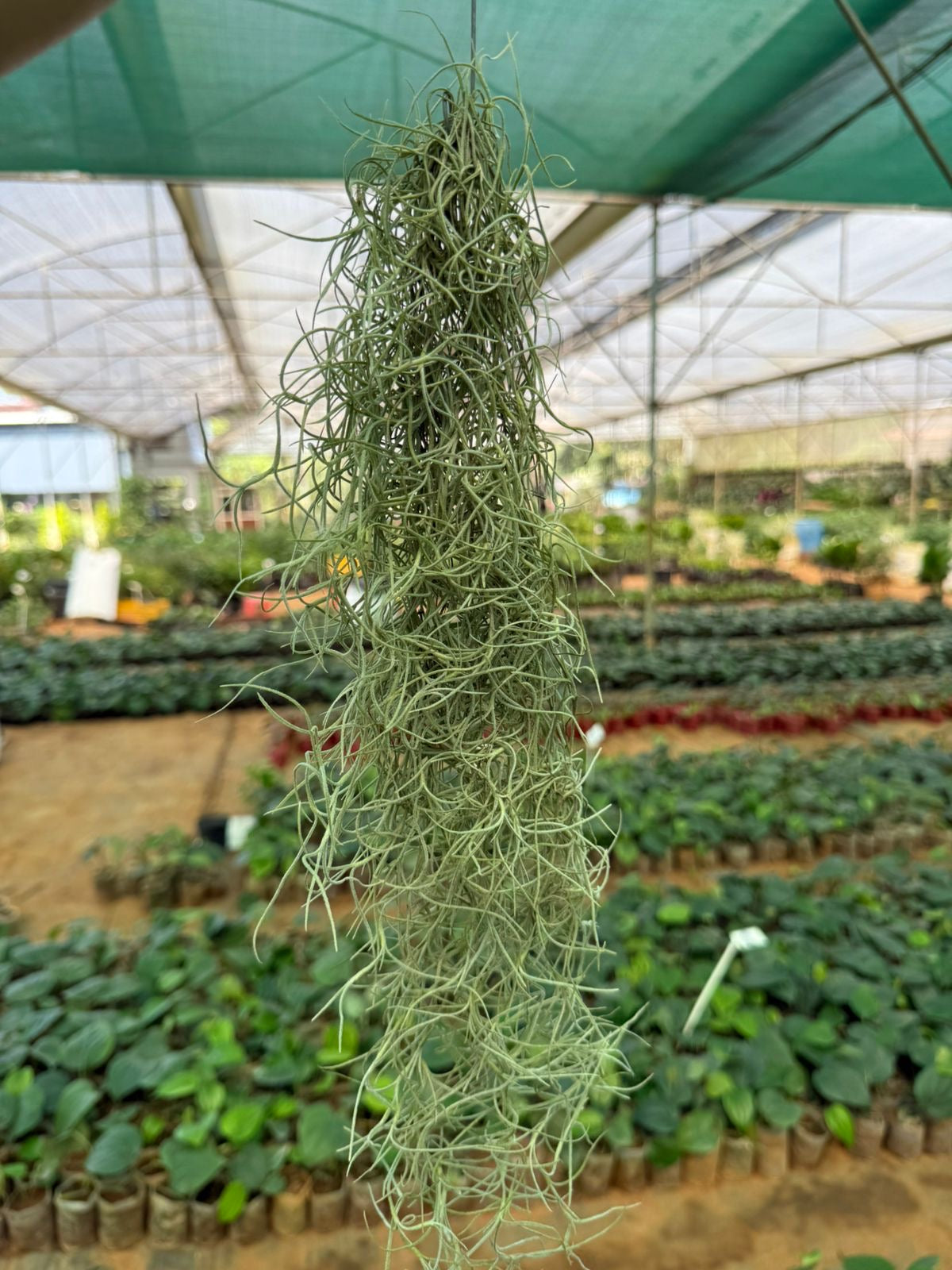 Spanish Moss Medium Size