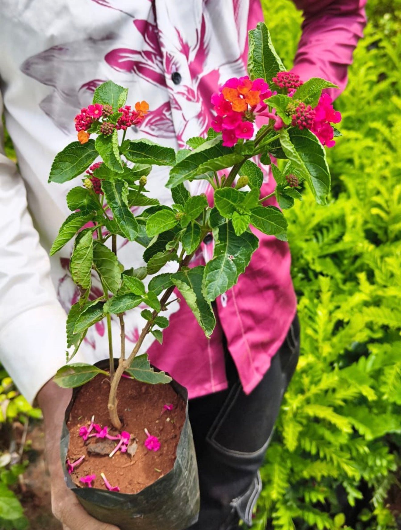 Lantana Multi Colour