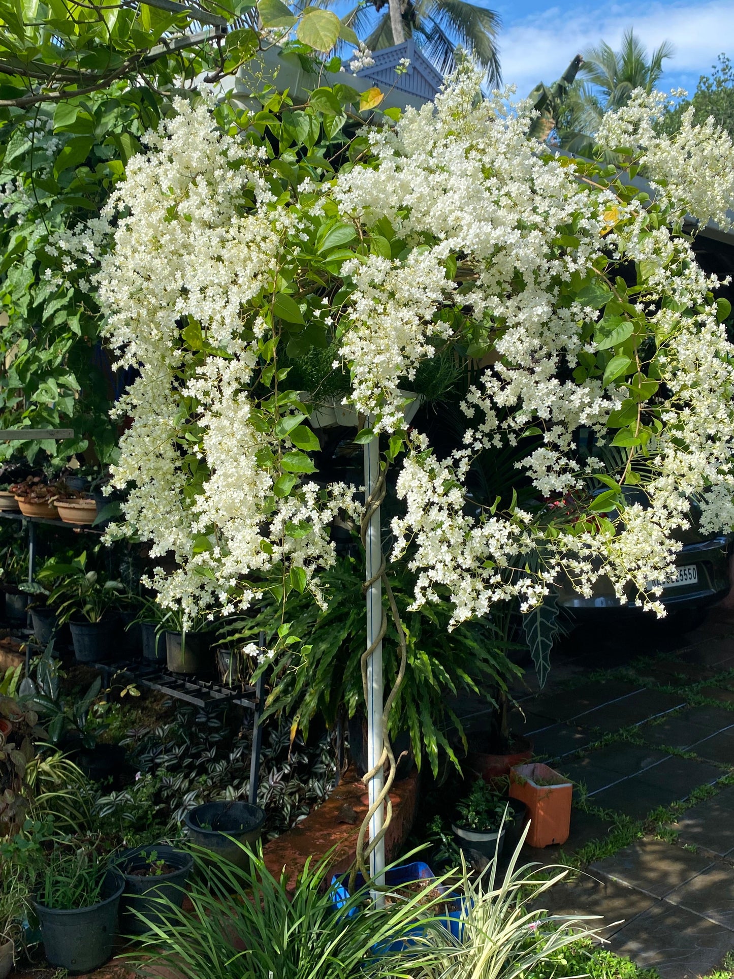 Manimulla(Naga Mulla)