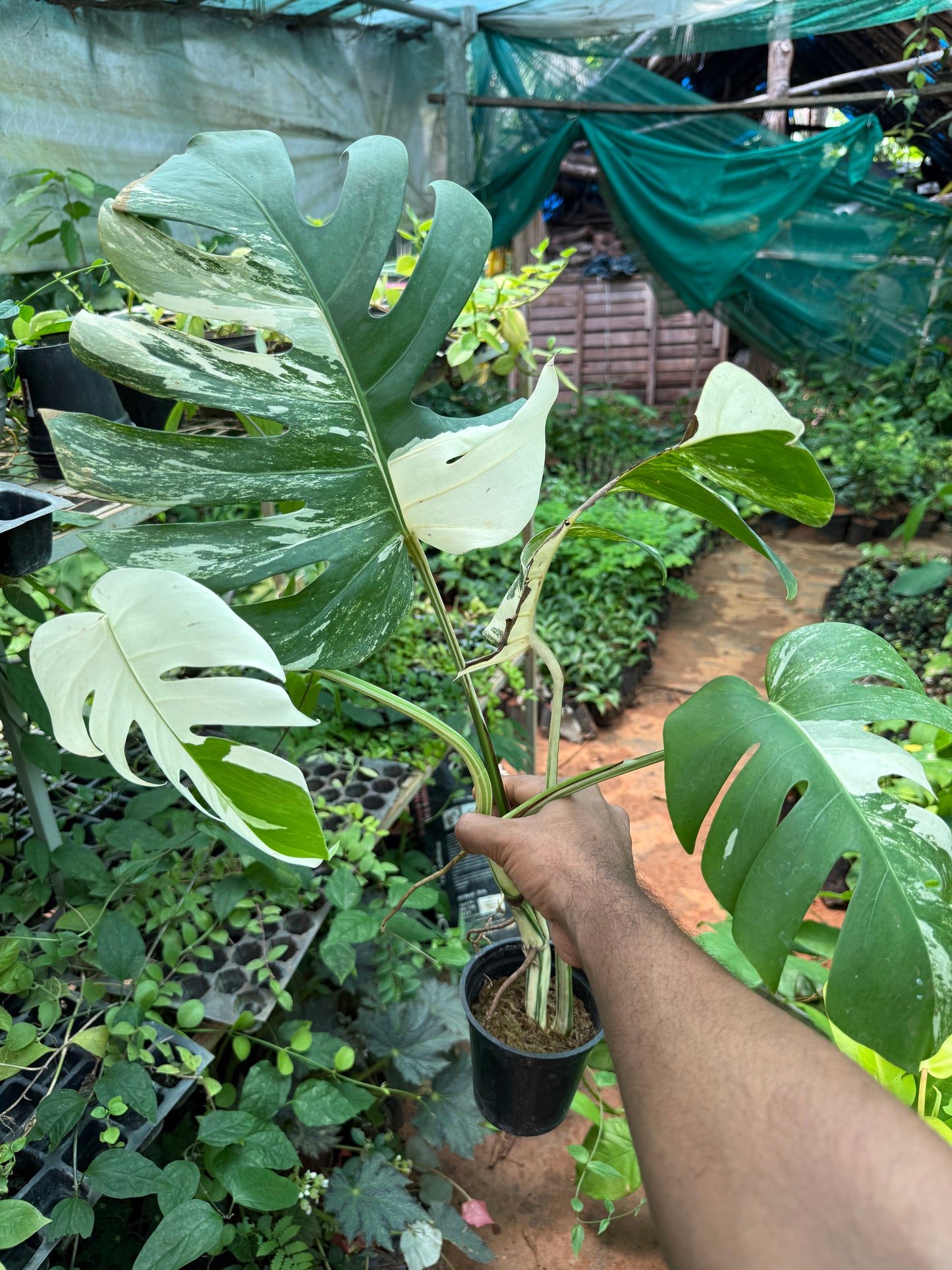 Monstera Deliciousa Albo