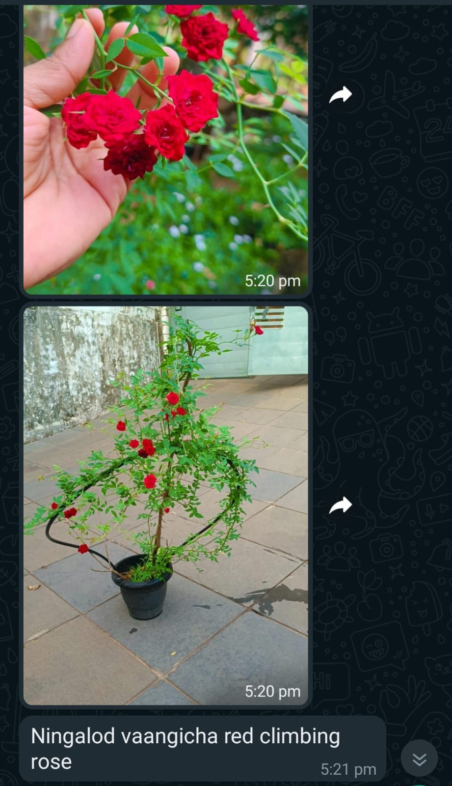 Creeper Rose Red(Own Rooted)