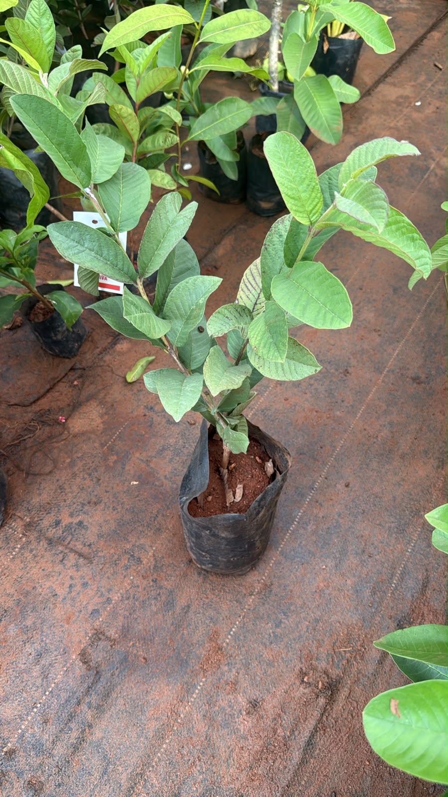 Taiwan Pink Guava(Layered Plant)