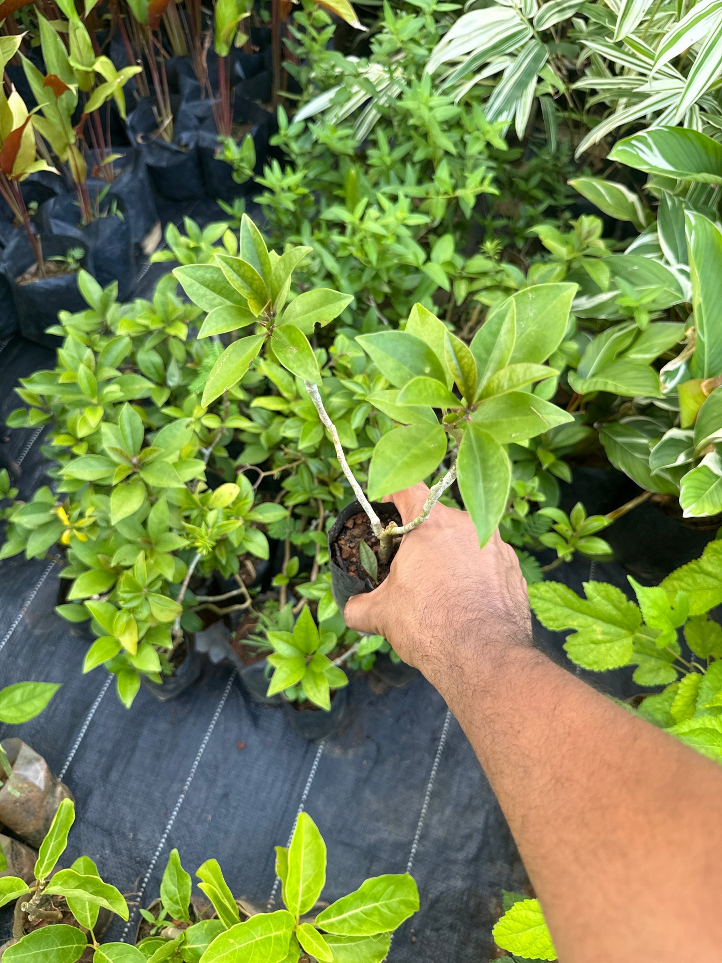 Lemon Vine