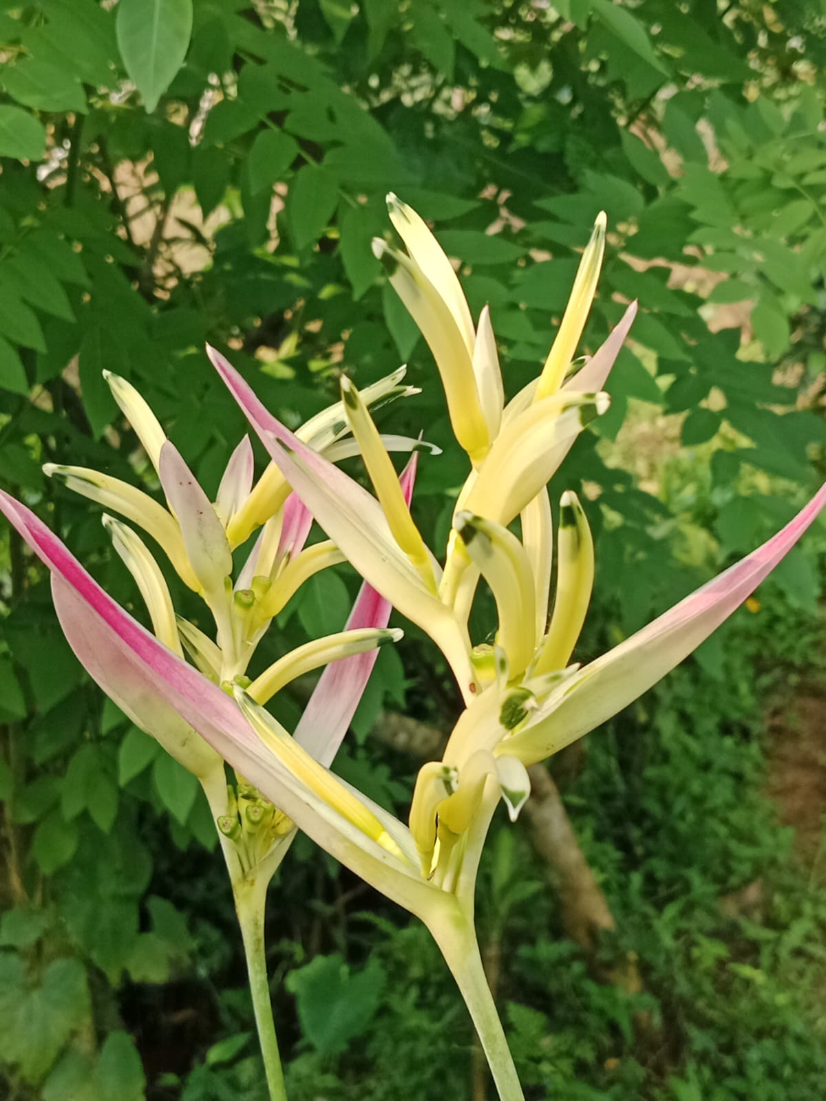Heliconia Pink Pearl
