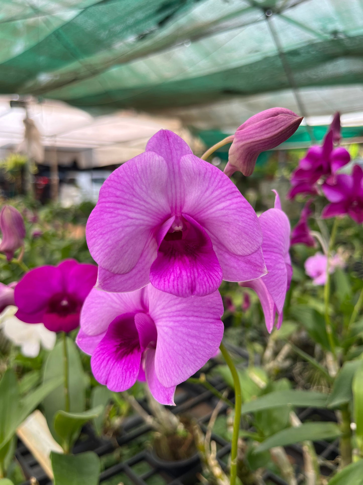 Dendrobium Orchid(Panthea Pink) with flower/buds