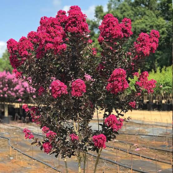 Crape Myrtle Black Diamond