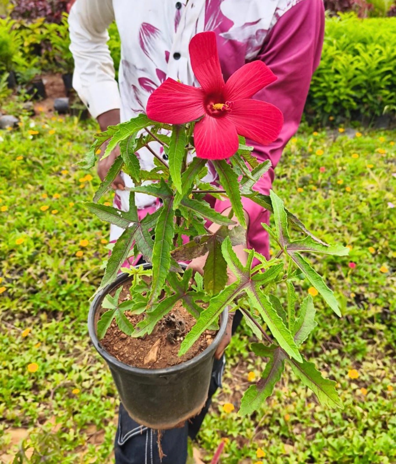 Red Swamp Rose Mallow Hibiscus
