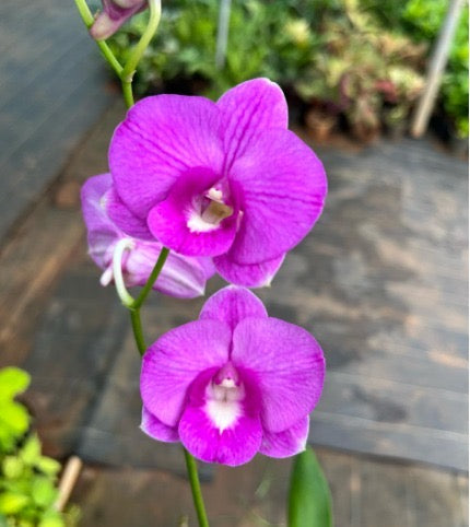 Dendrobium Orchid(Areedang Green x Burana Stripe) with flower/buds