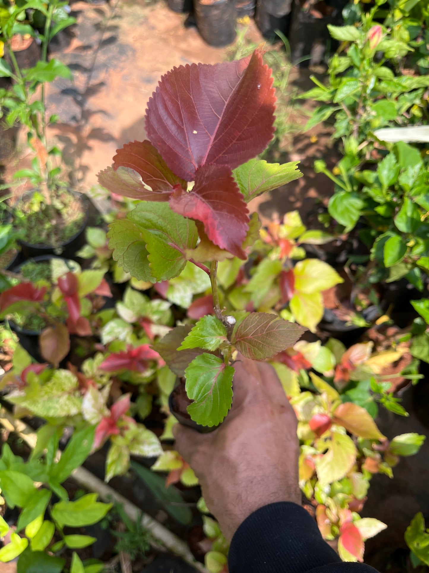 Acalypha Ceylon