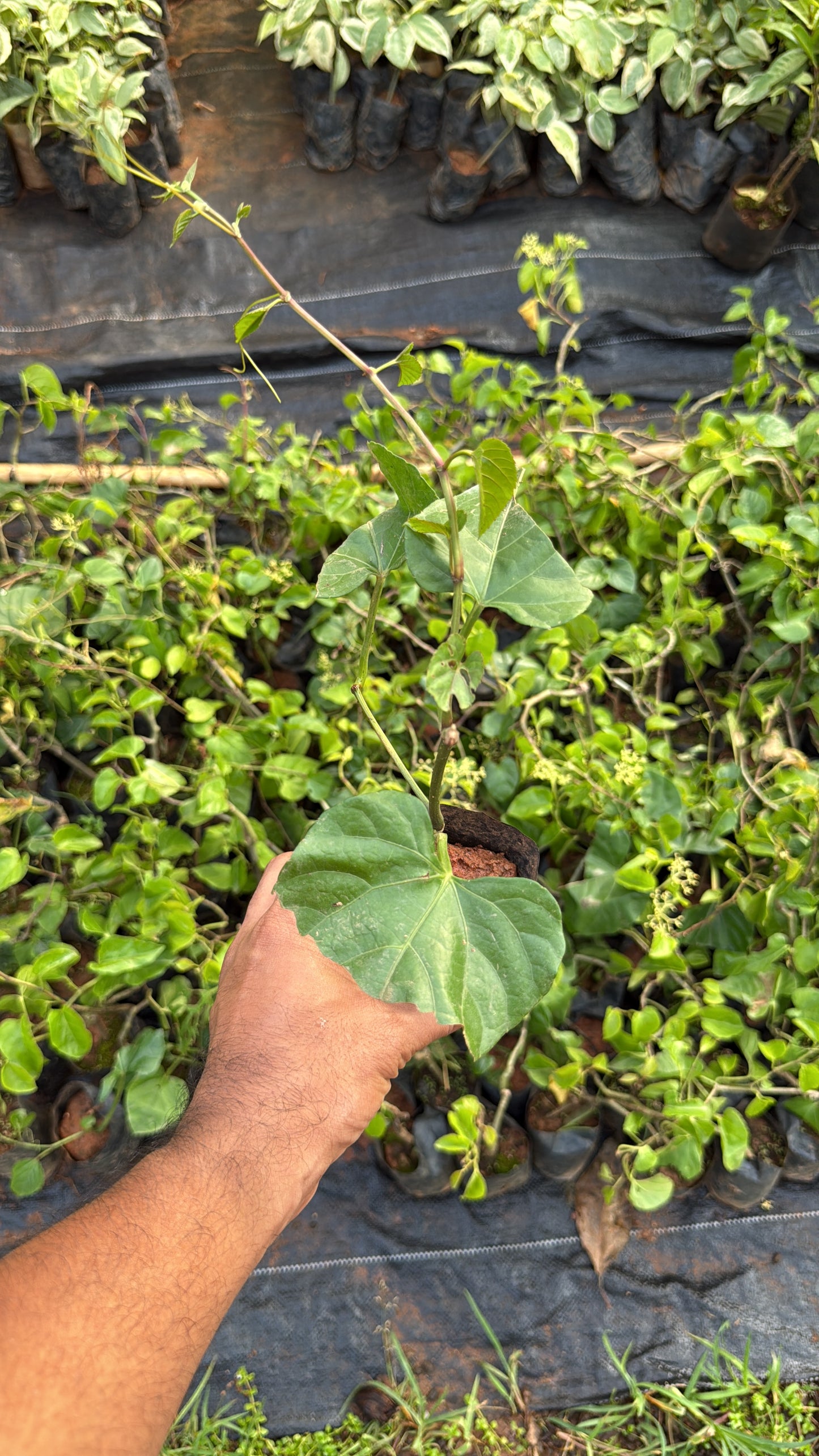 Princess Vine(2 Plants Combo)