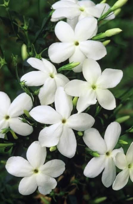 Pichi /Spanish Jasmine