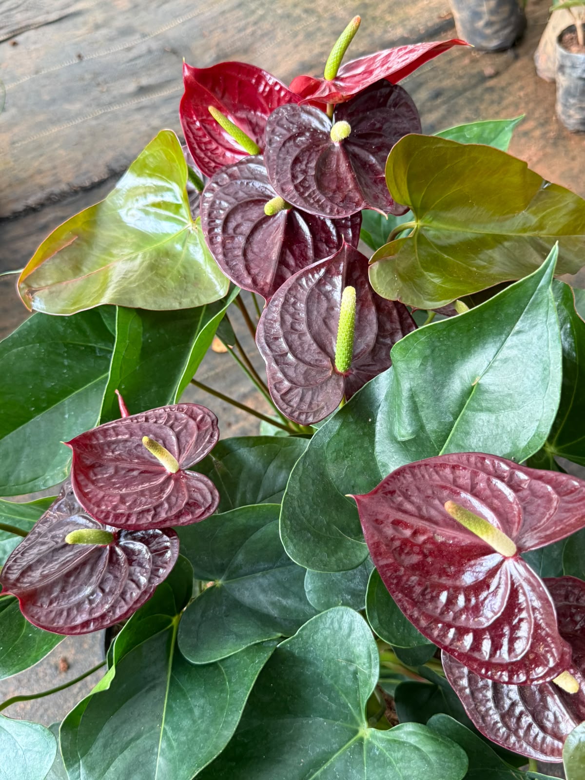 Anthurium Liver Red (Single Shoot)