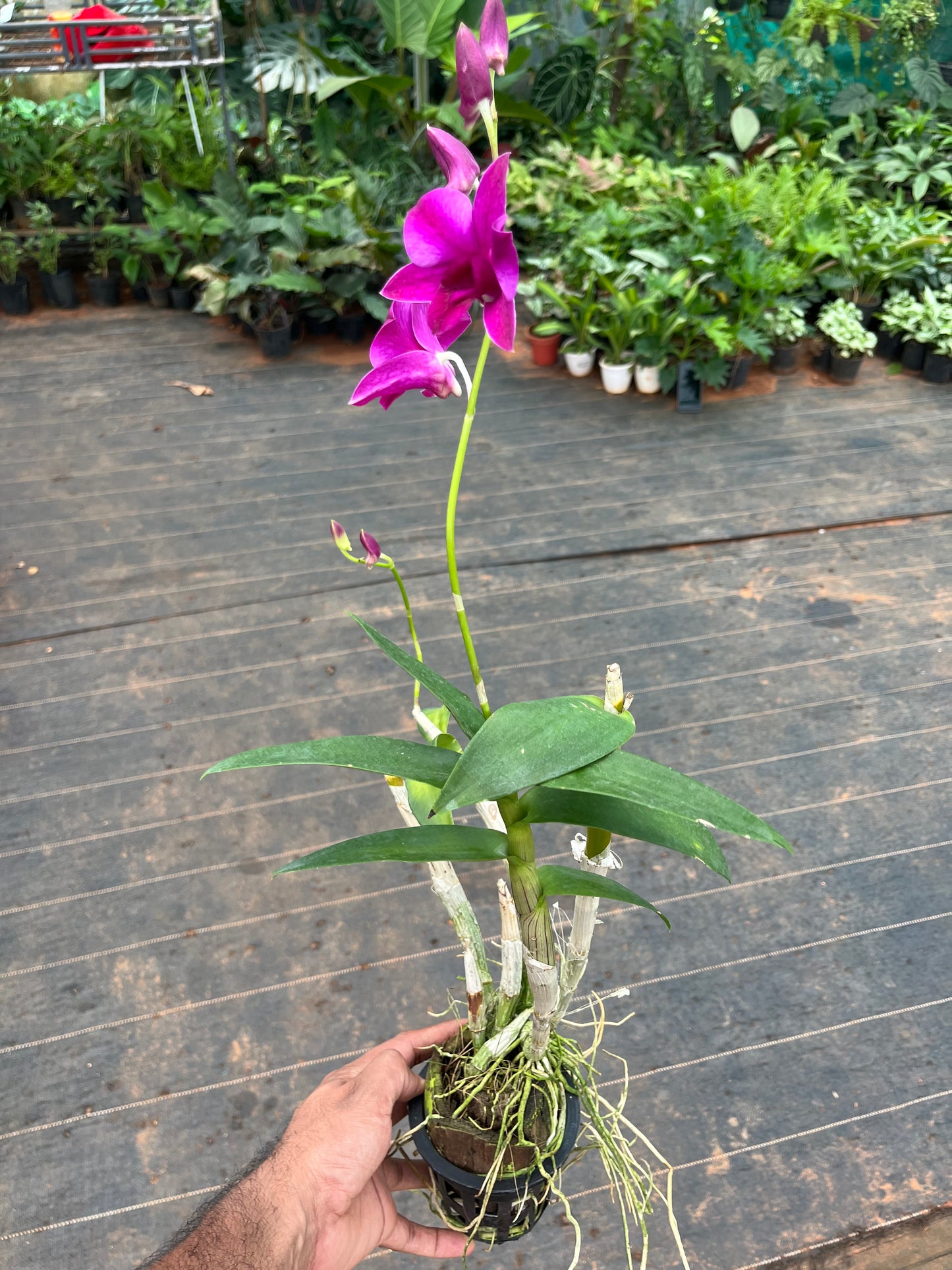 Dendrobium Orchid(Panjarat Pink) with flower/buds