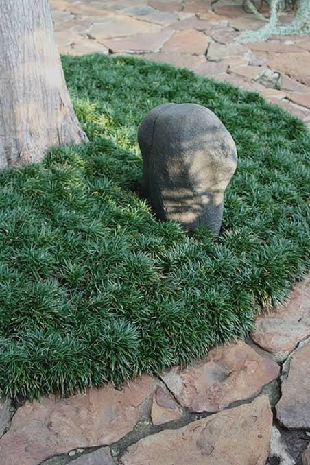 Mondo Grass/Needle Grass