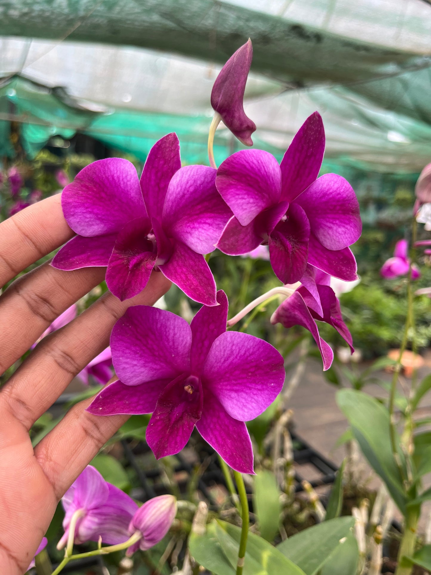Dendrobium Orchid(Panjarat Pink) with flower/buds