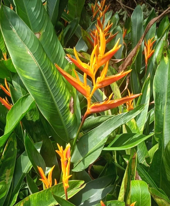 Water Heliconia