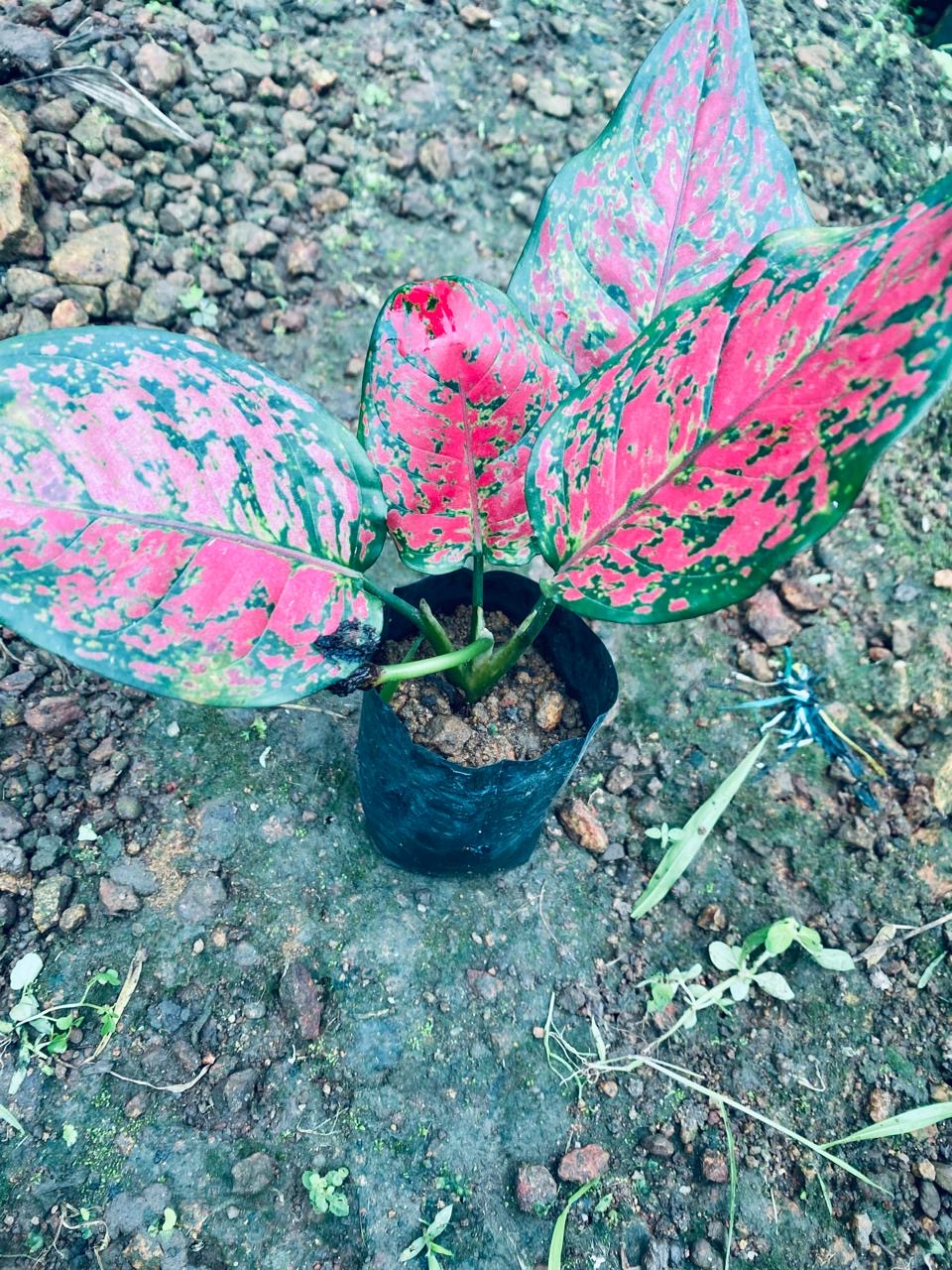 Aglaonema Red Anjamani