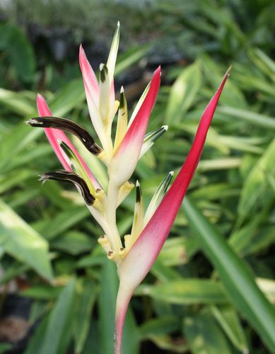 Heliconia strawberries and cream