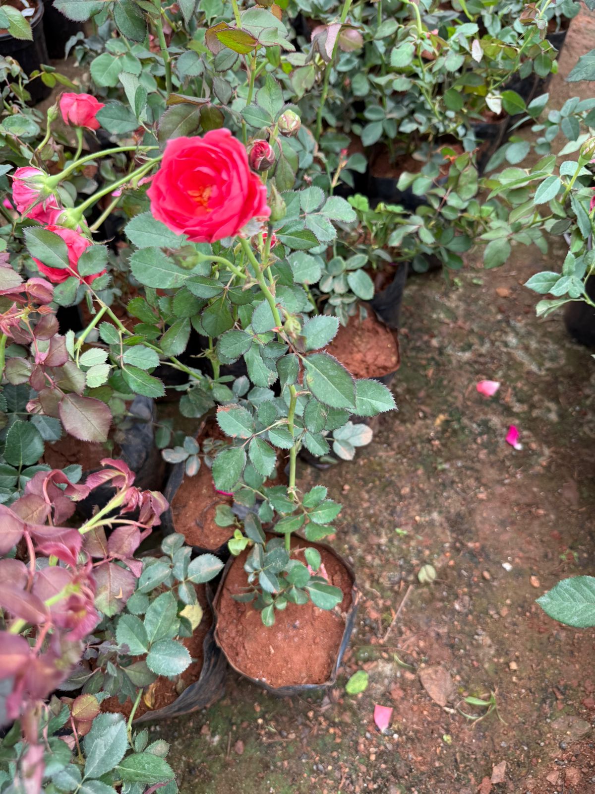 Chilli Orange Rose(Own Rooted)