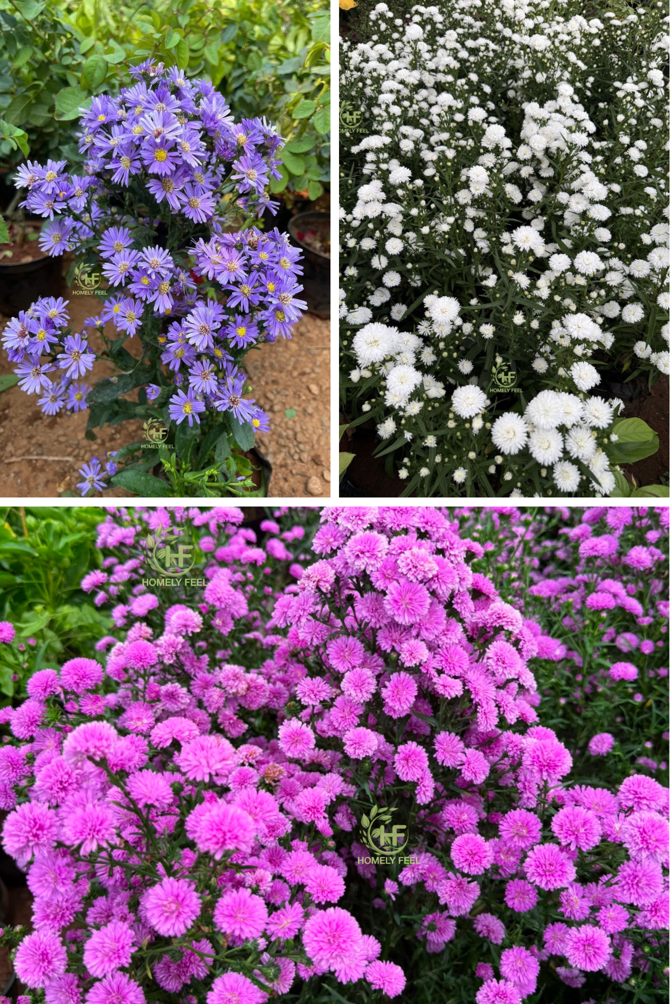 Daisy Combo(3 Varieties)