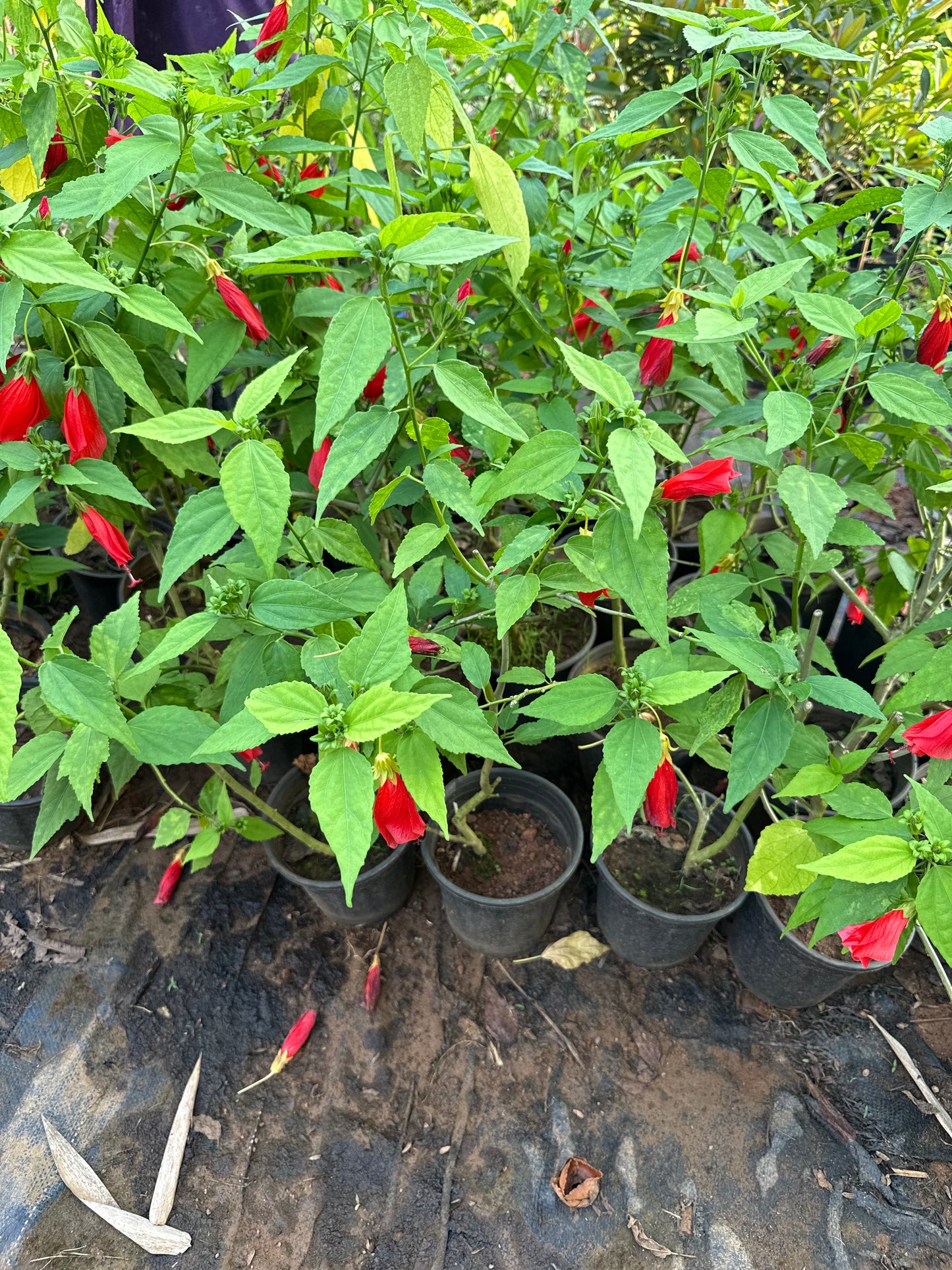 Chilli/Sleeping Hibiscus Red