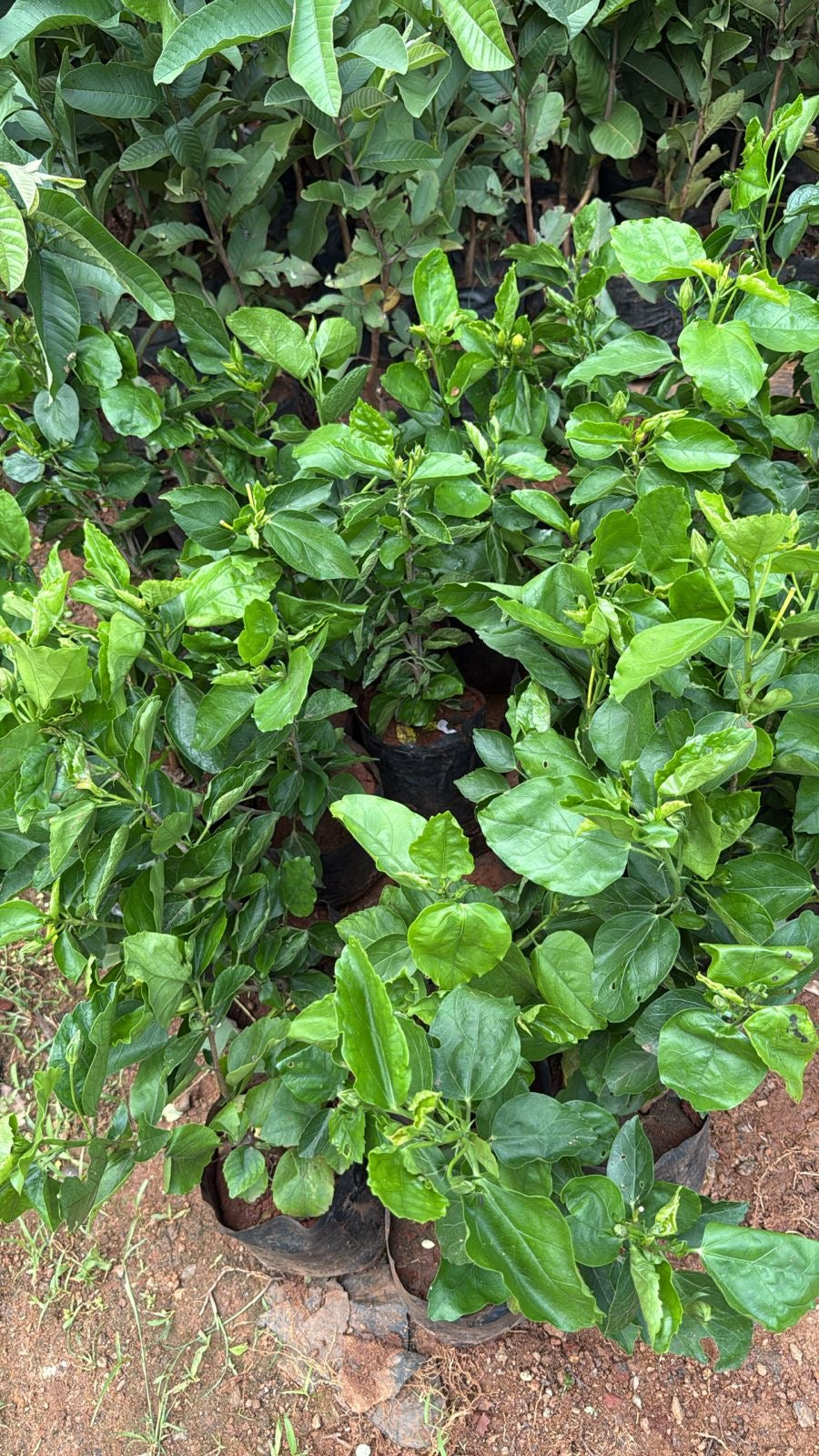 Hibiscus Reddish Orange Hybrid