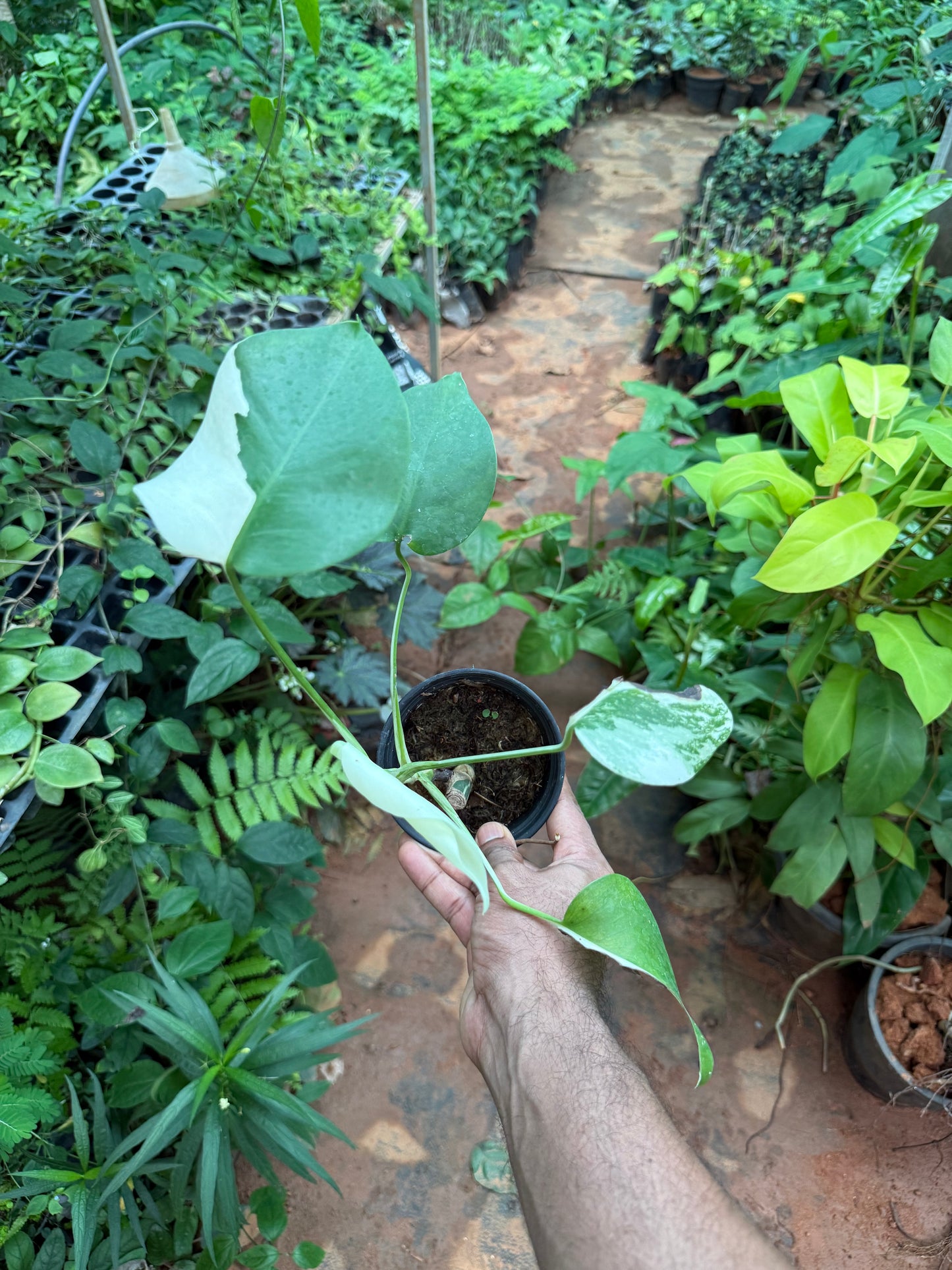 Monstera Deliciousa Albo