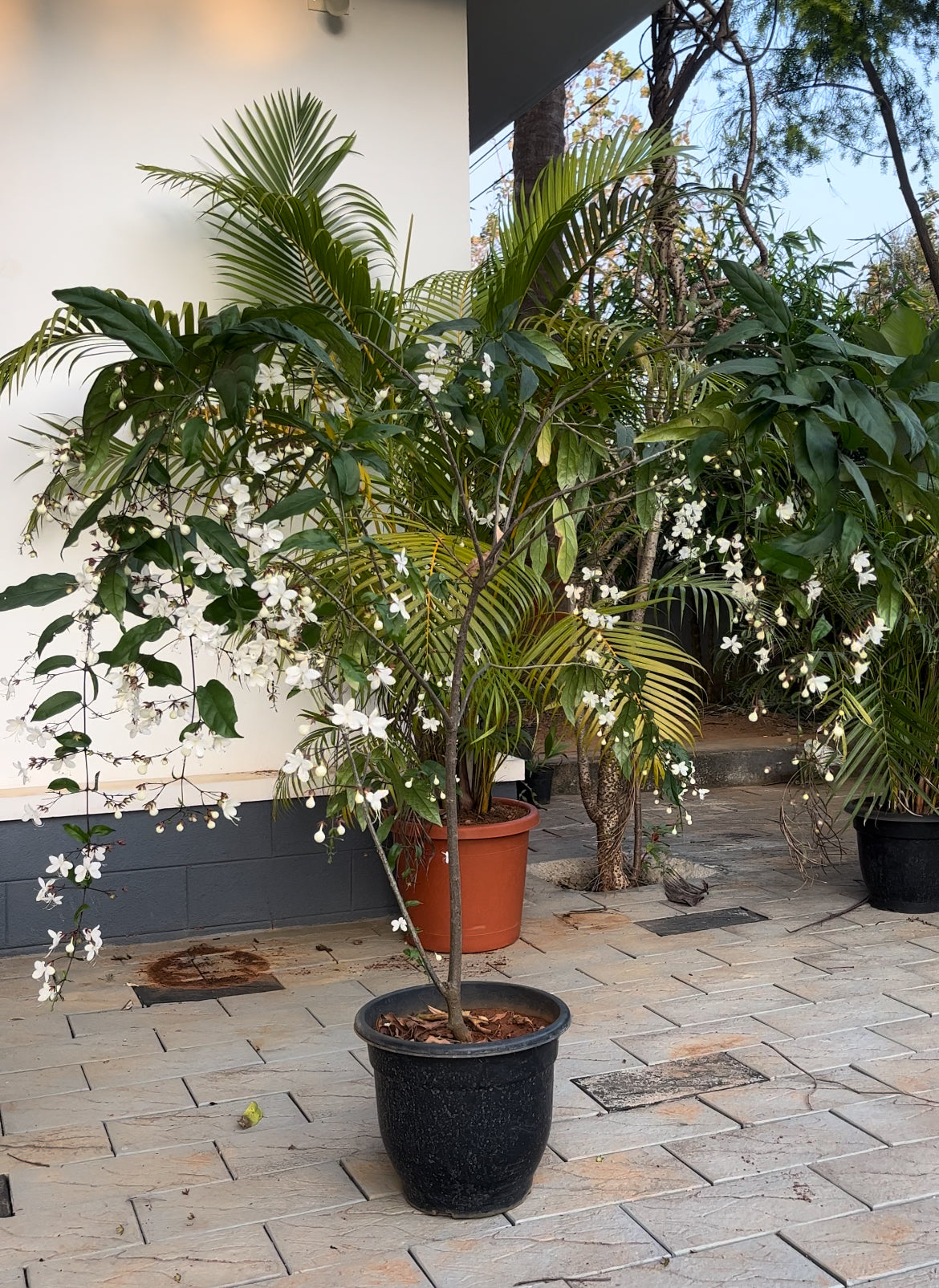 Clerodendrum Smithianum/chain of Glory/Vella Konna