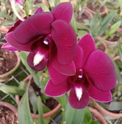 Dendrobium Orchid(Red Berly) Mature Plant
