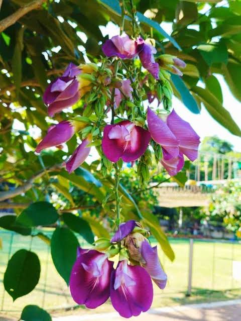 Butterfly Pea Tree