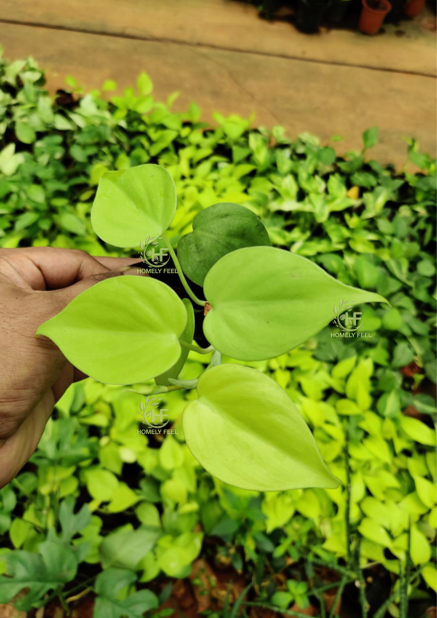 Philodendron Lemon Lime(4 shoots)