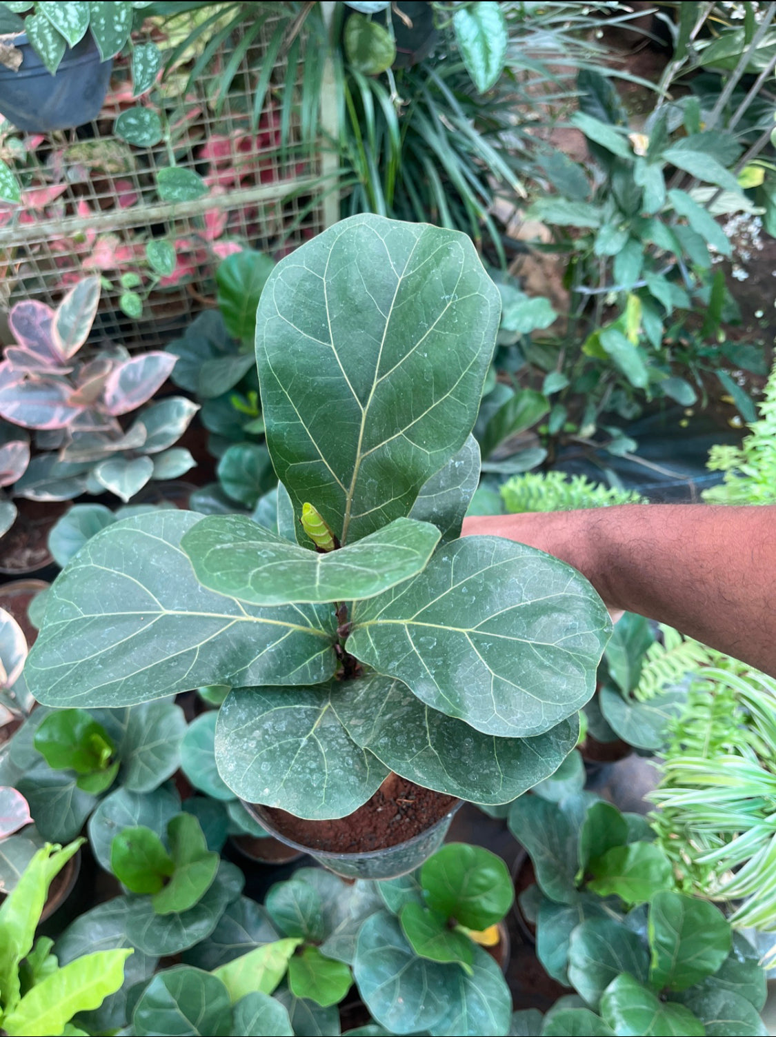 Fiddle Leaf Fig Dwarf.