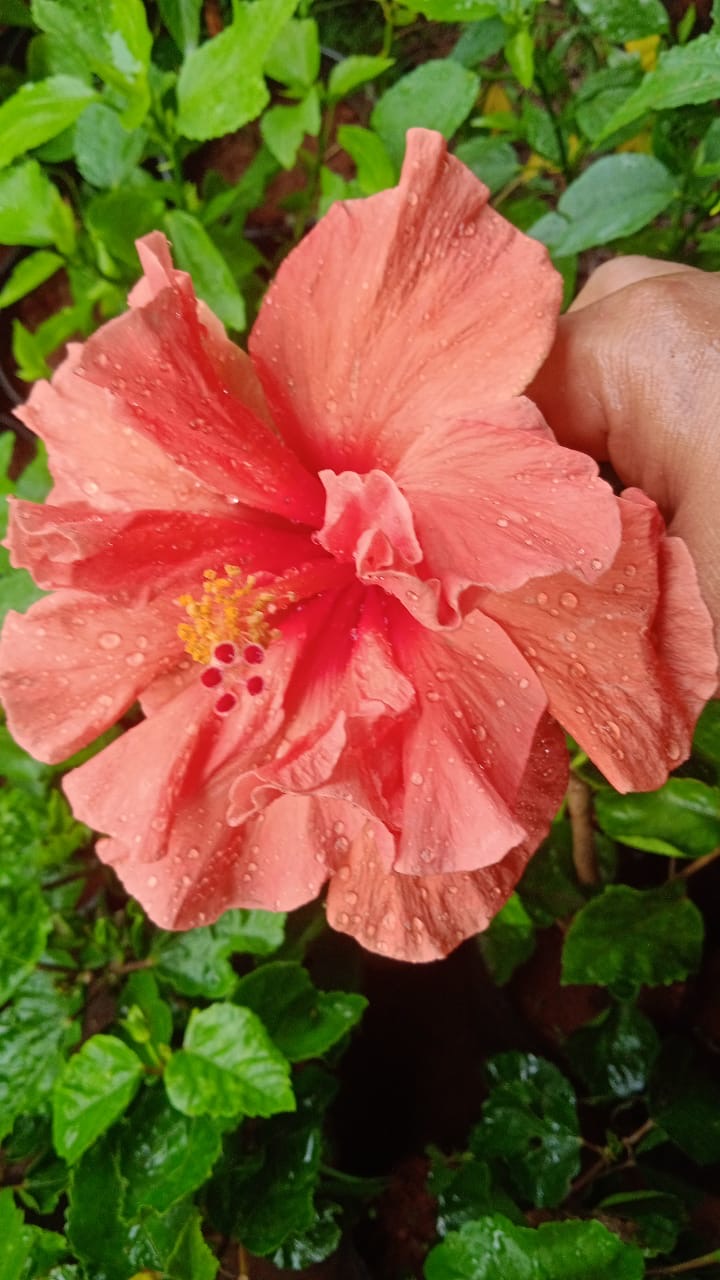 Hibiscus Code 11