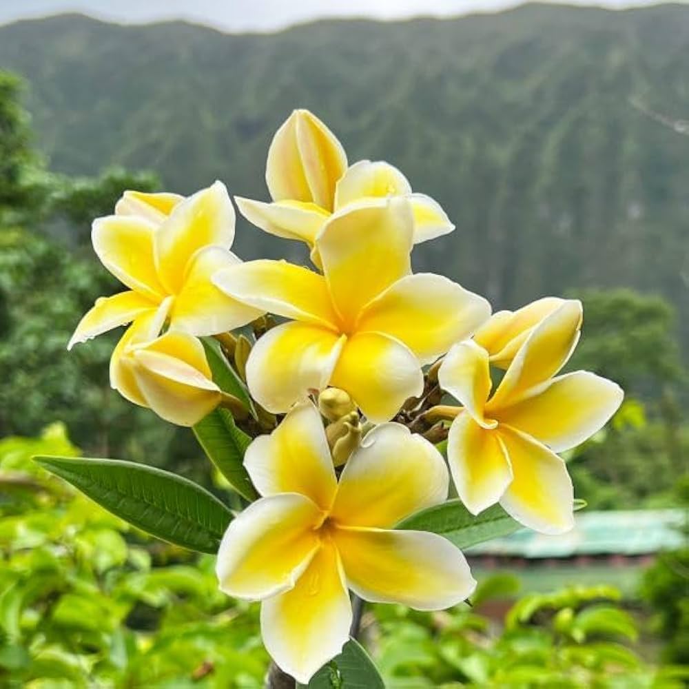 Plumeria Yellow