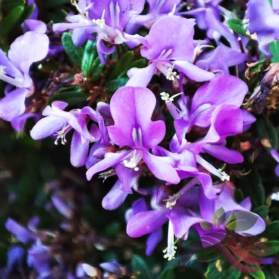 Desmodium Blue Braya