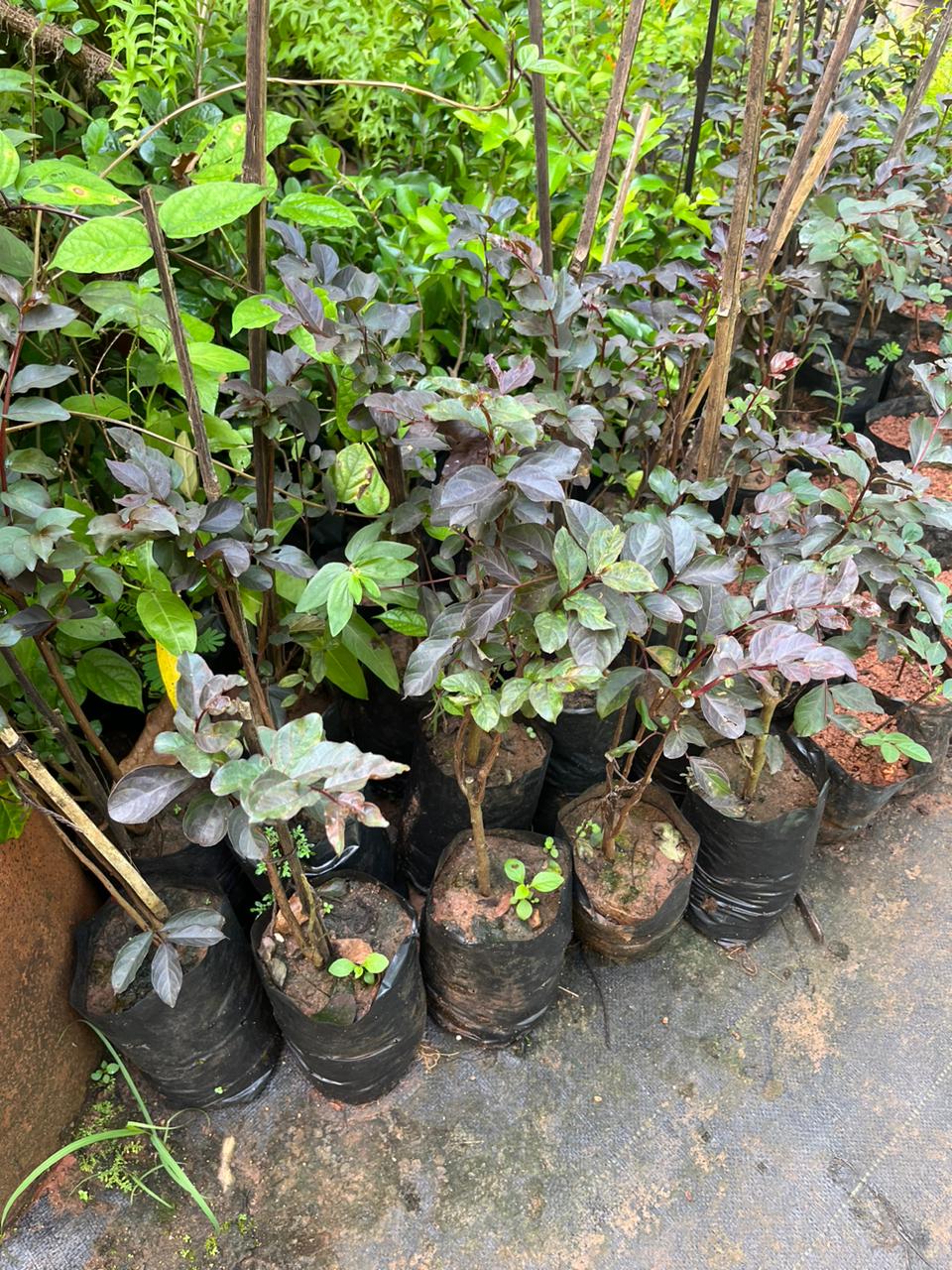 Crape Myrtle Black Diamond