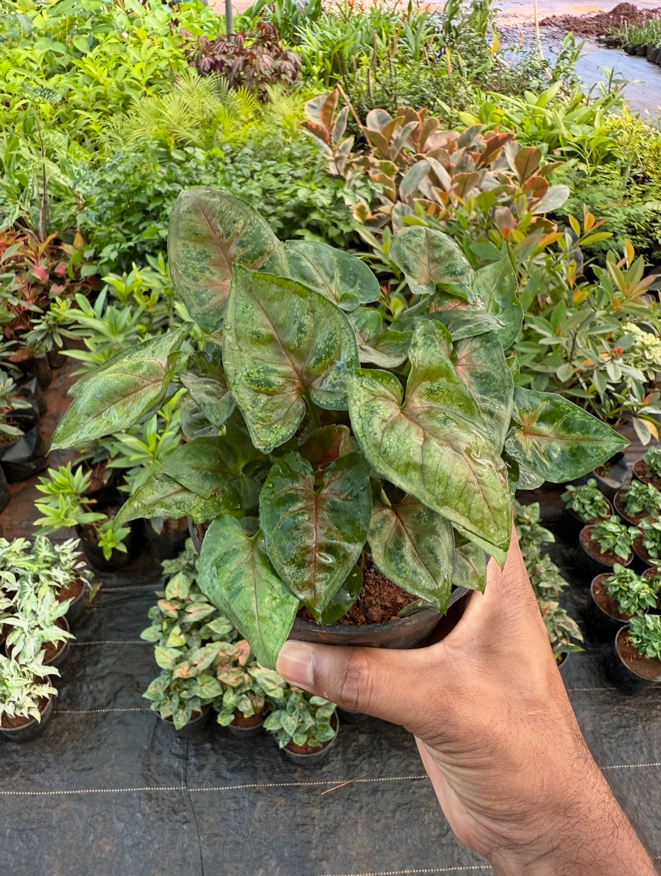 Syngonium Dwarf Pink Chocolate