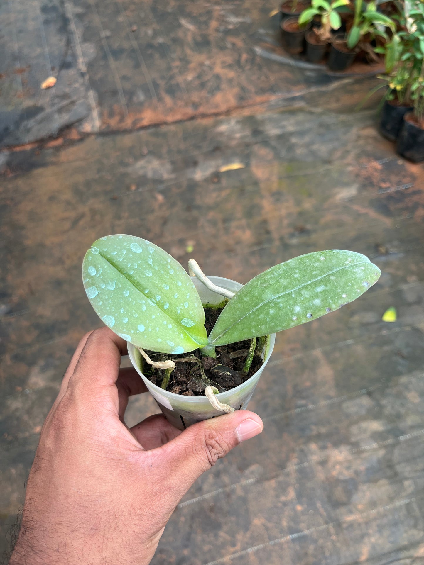 Phalaenopsis(Dazzling Sun)Seedling Plant
