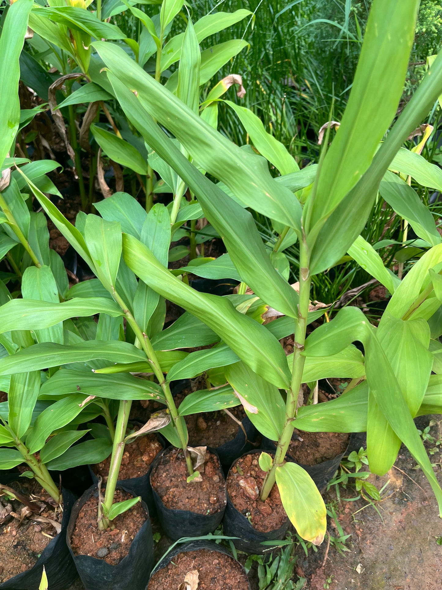 Kalyana Sougandhikam