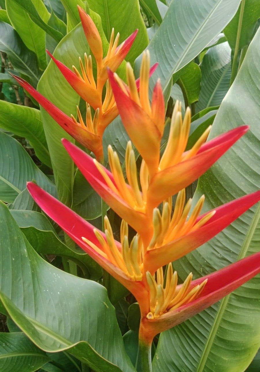 Heliconia Tropics
